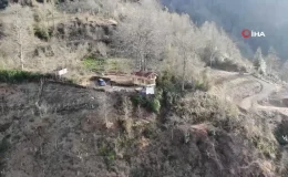 150 Yıllık Ağacın Gövdesine Ev Yapıldı