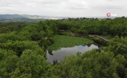 Bu çiçeği koparmanın cezası 387 bin 141 TL