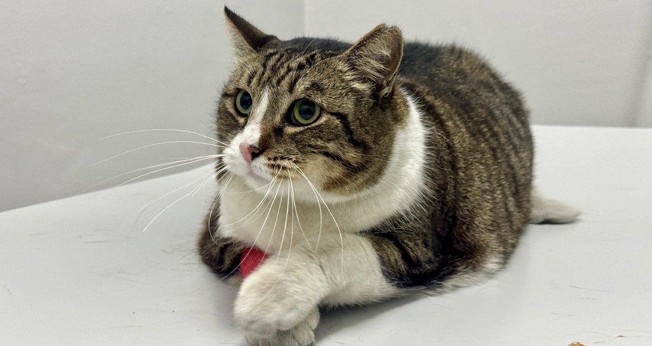 Obez kedi ‘Dombili’ sokağın maskotu oldu